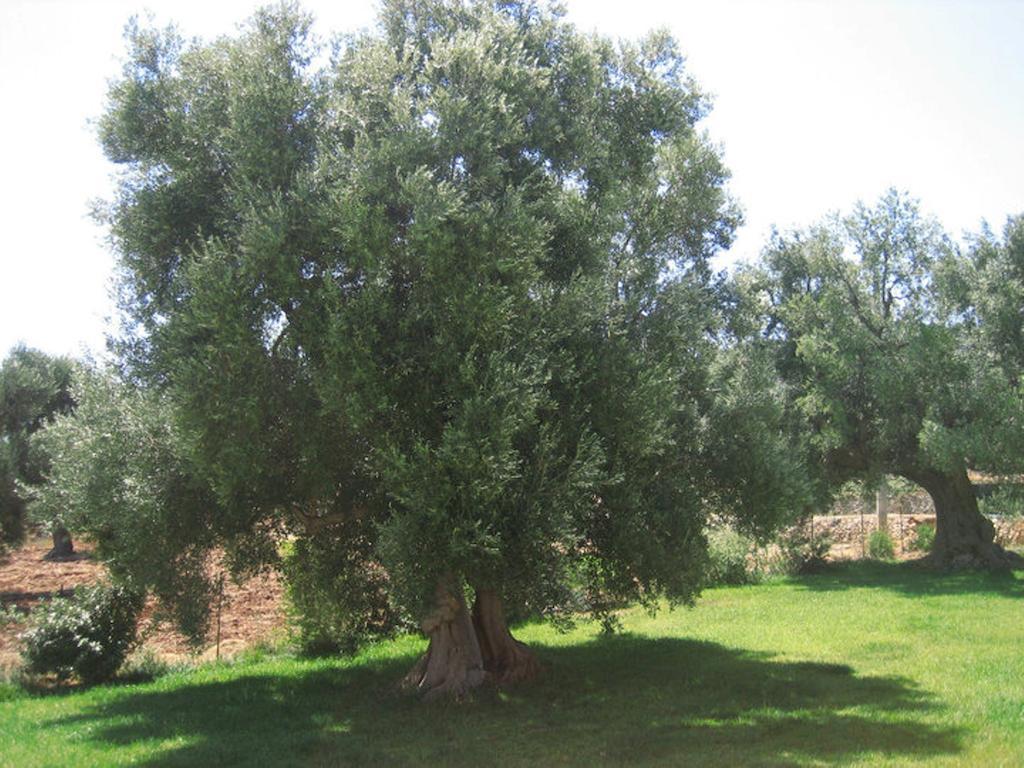 La Vigna Vecchia Guest House Fasano Bagian luar foto